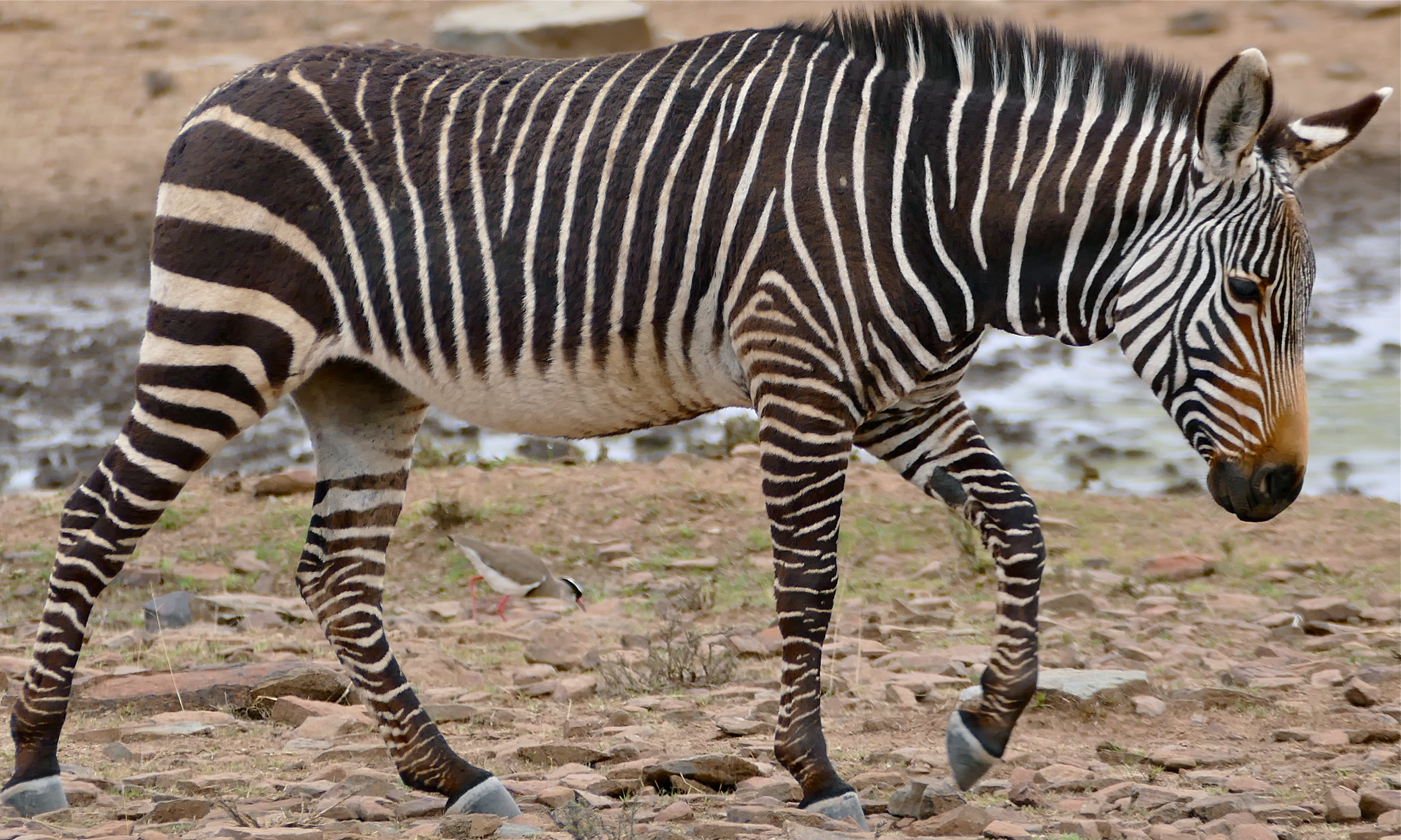 Mountain zebra