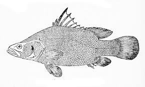 Nile perch