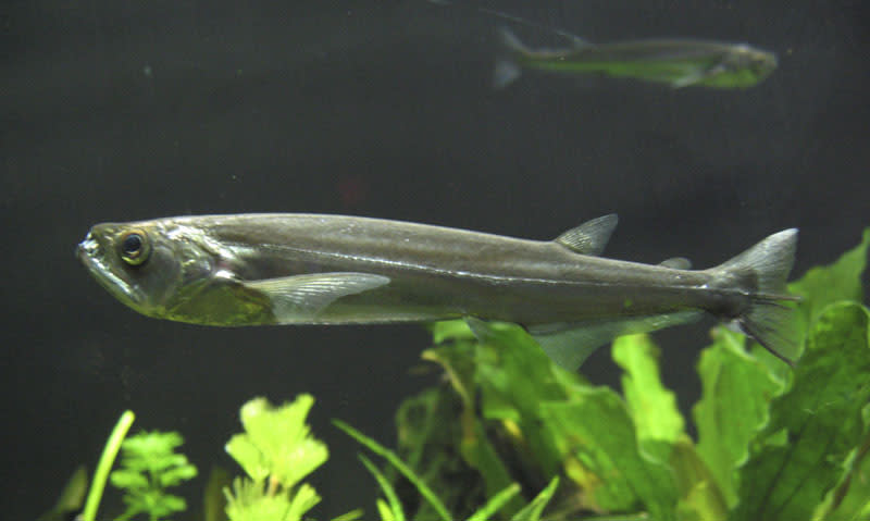 Payara
