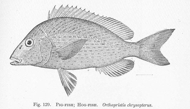 Pigfish