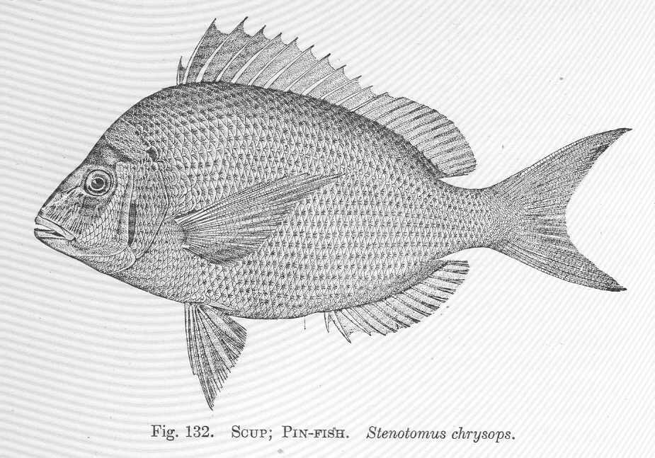 Pinfish