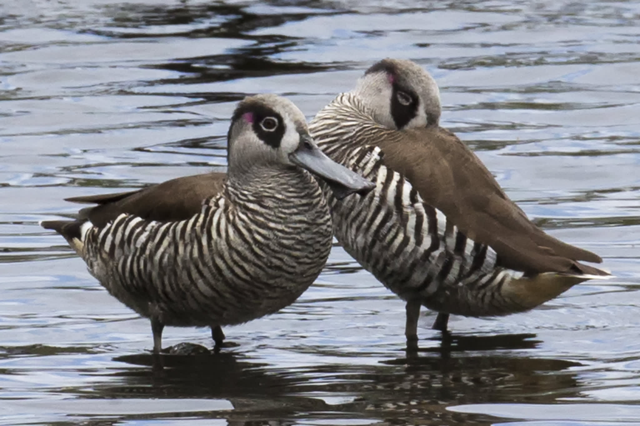 Pink eared duck