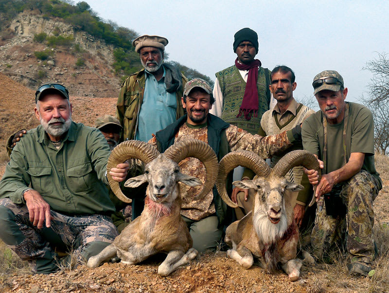 Punjab urial