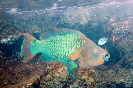 Rainbow parrotfish