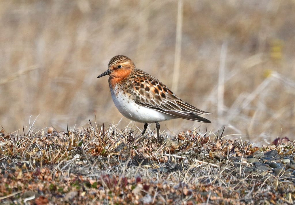 Red necked stint