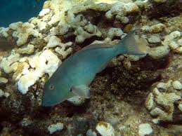 Redtail parrotfish