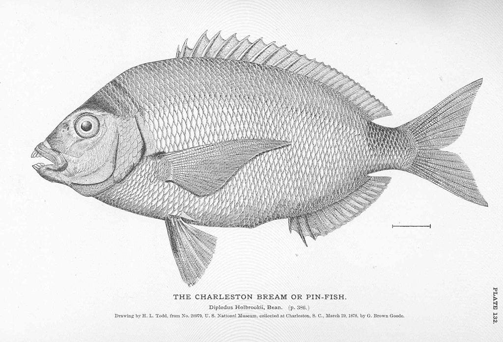 Ring-tailed bream