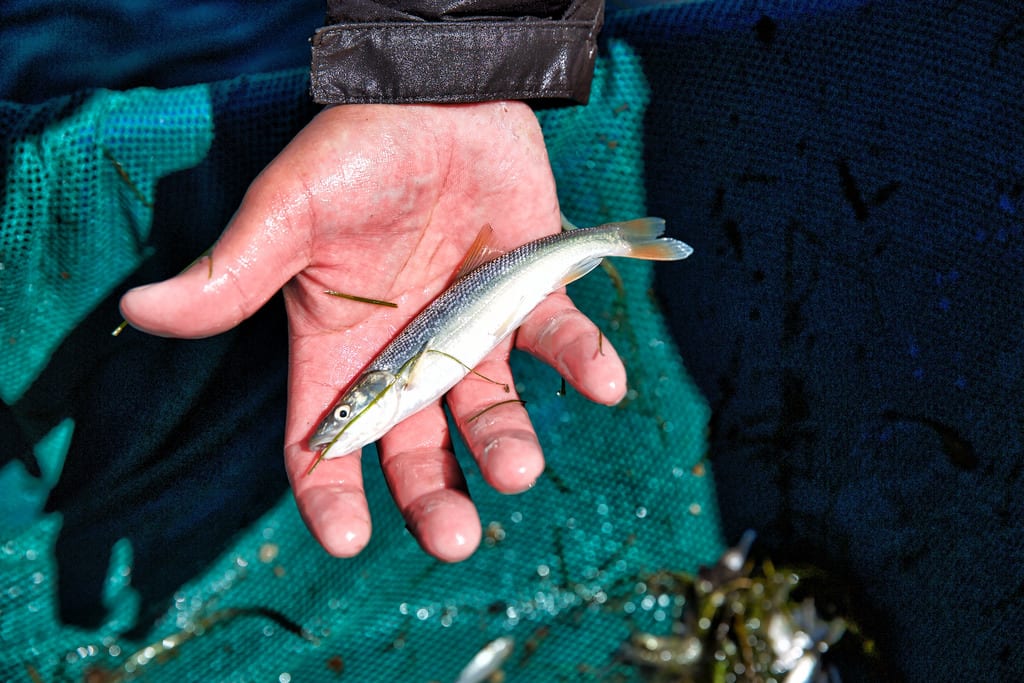 Sacramento pikeminnow