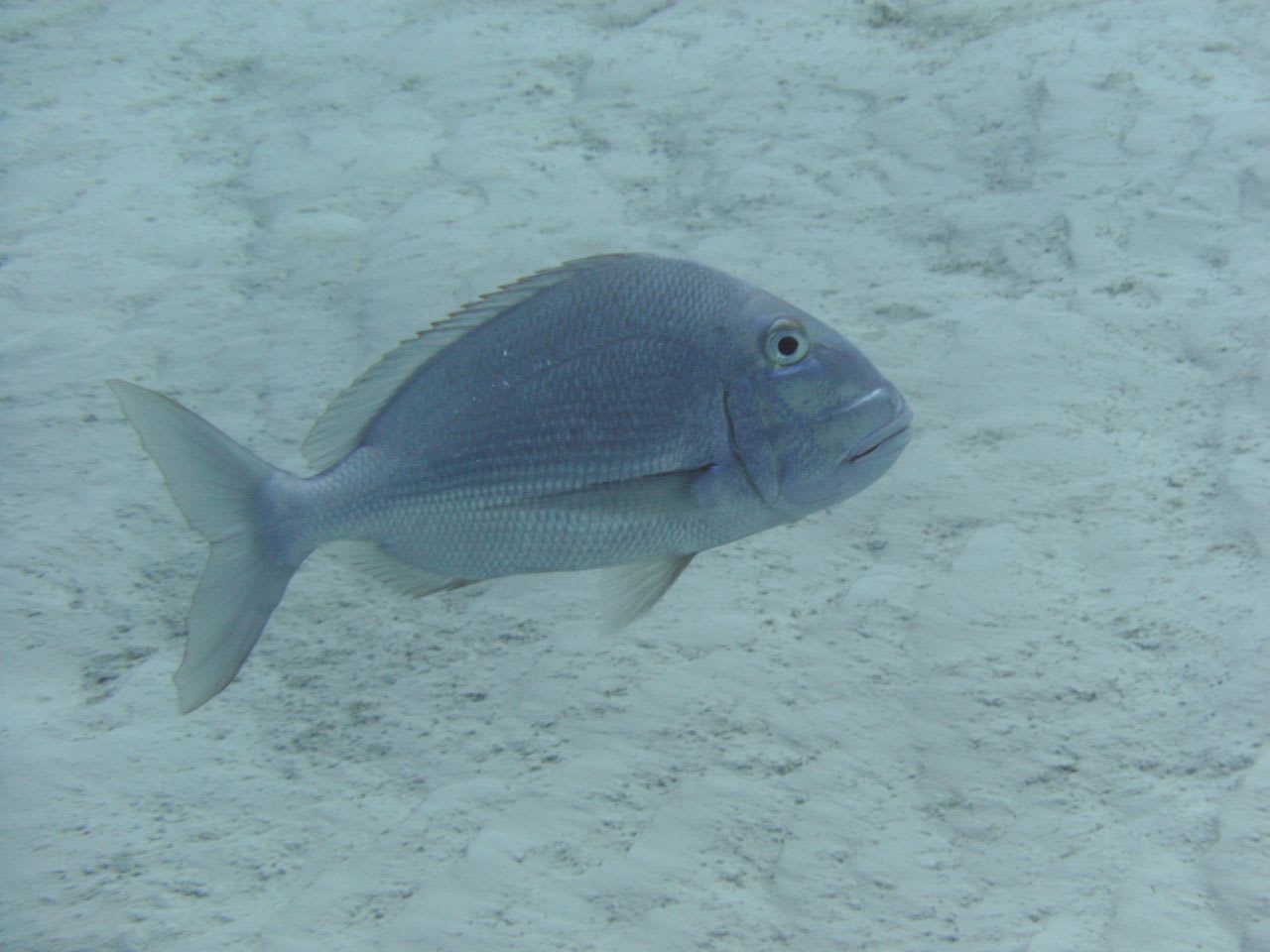 Saucereye porgy