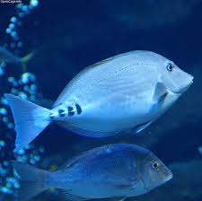 Scalpel sawtail