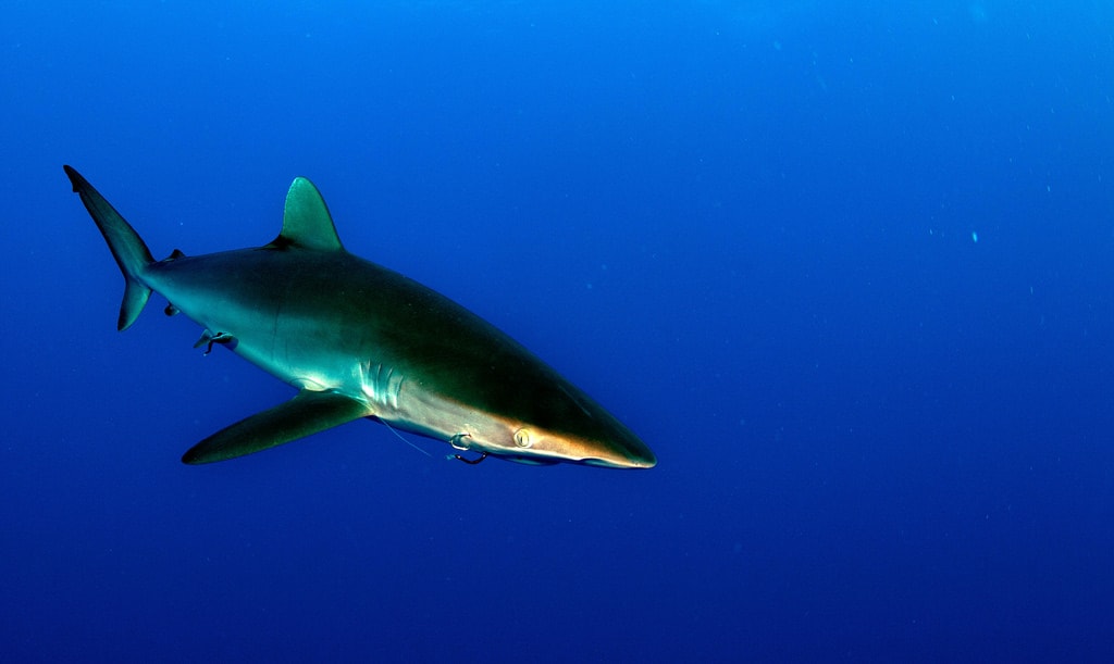Silky shark