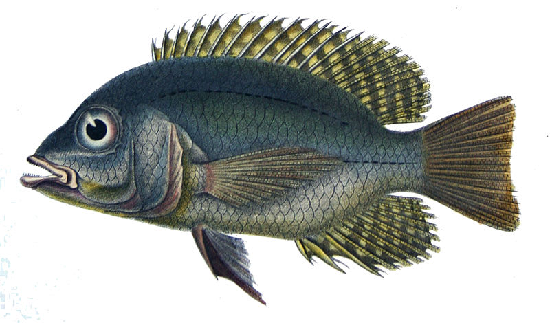 Silver acara