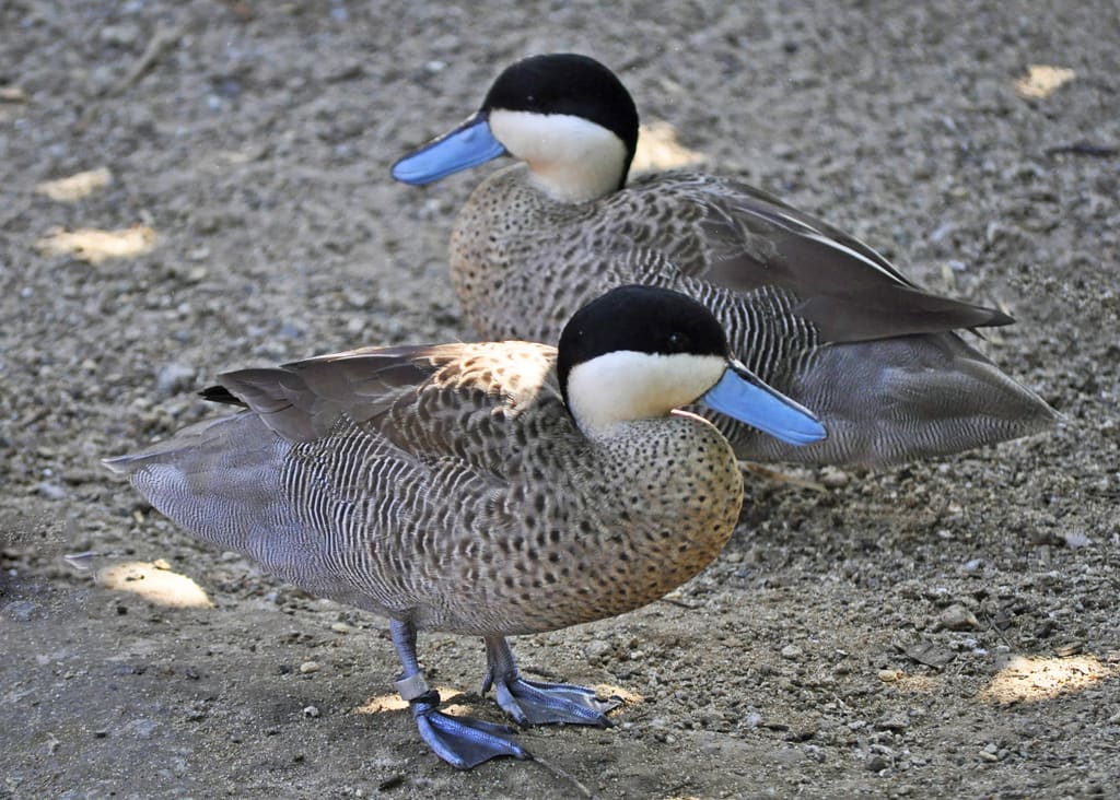 Silver teal