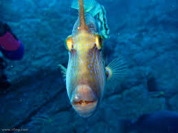 Six-spined leatherjacket