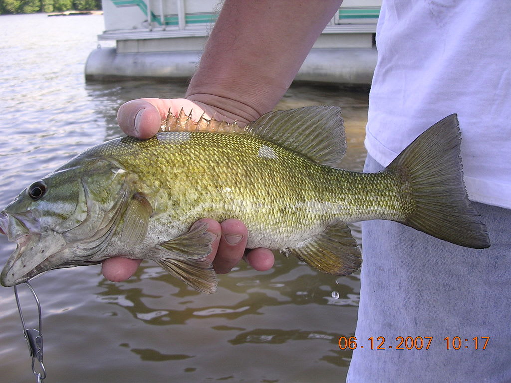 Smallmouth bass