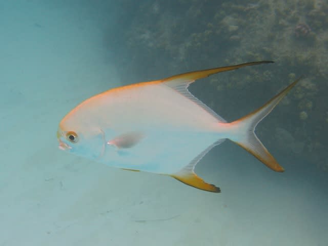 Snubnose pompano