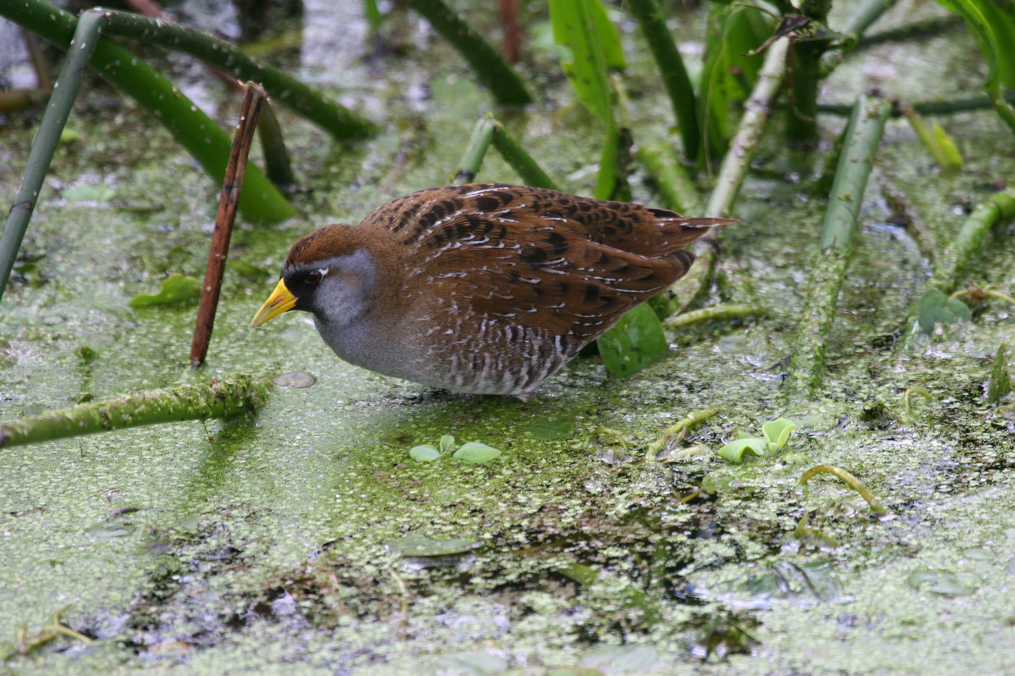 Sora rail