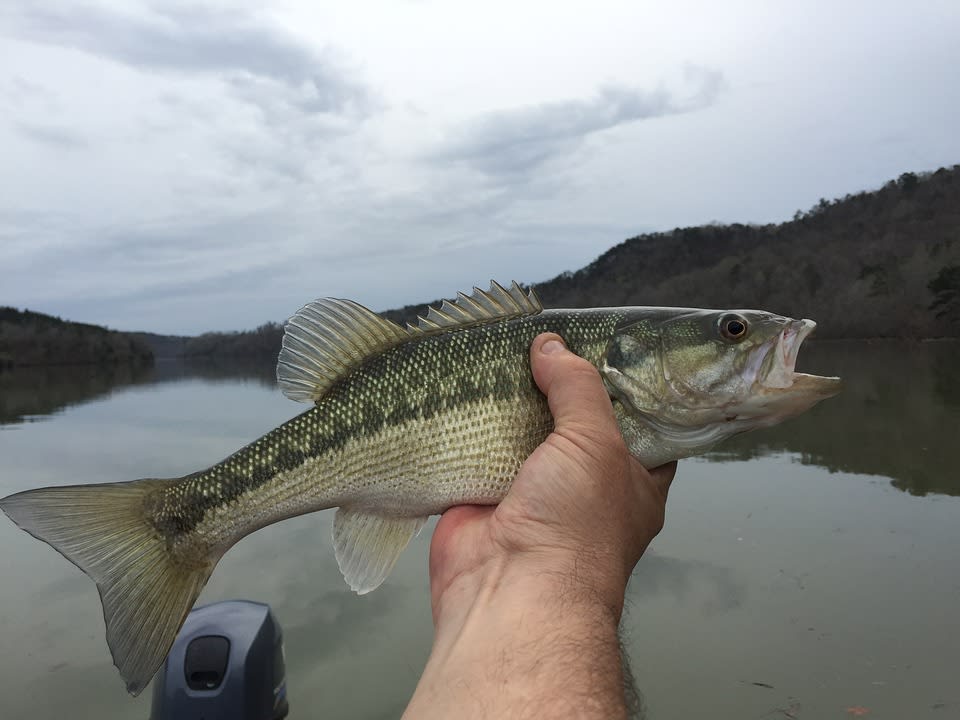 Spotted bass