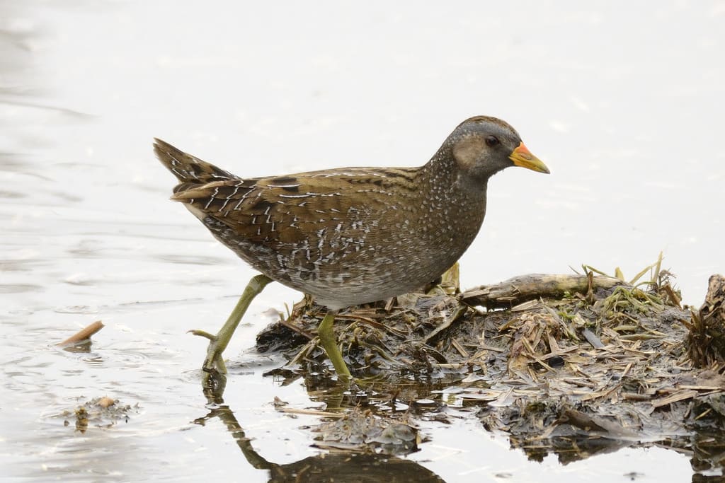 Spotted crake