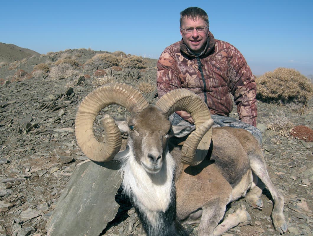 Transcaspian urial