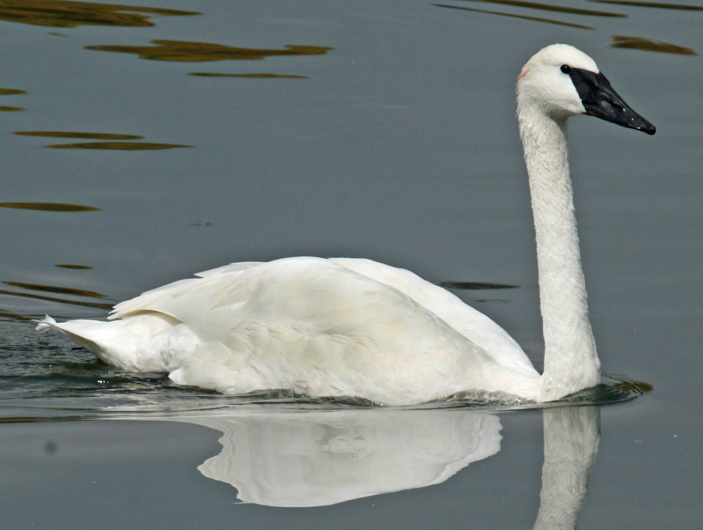 Trumpeter swan