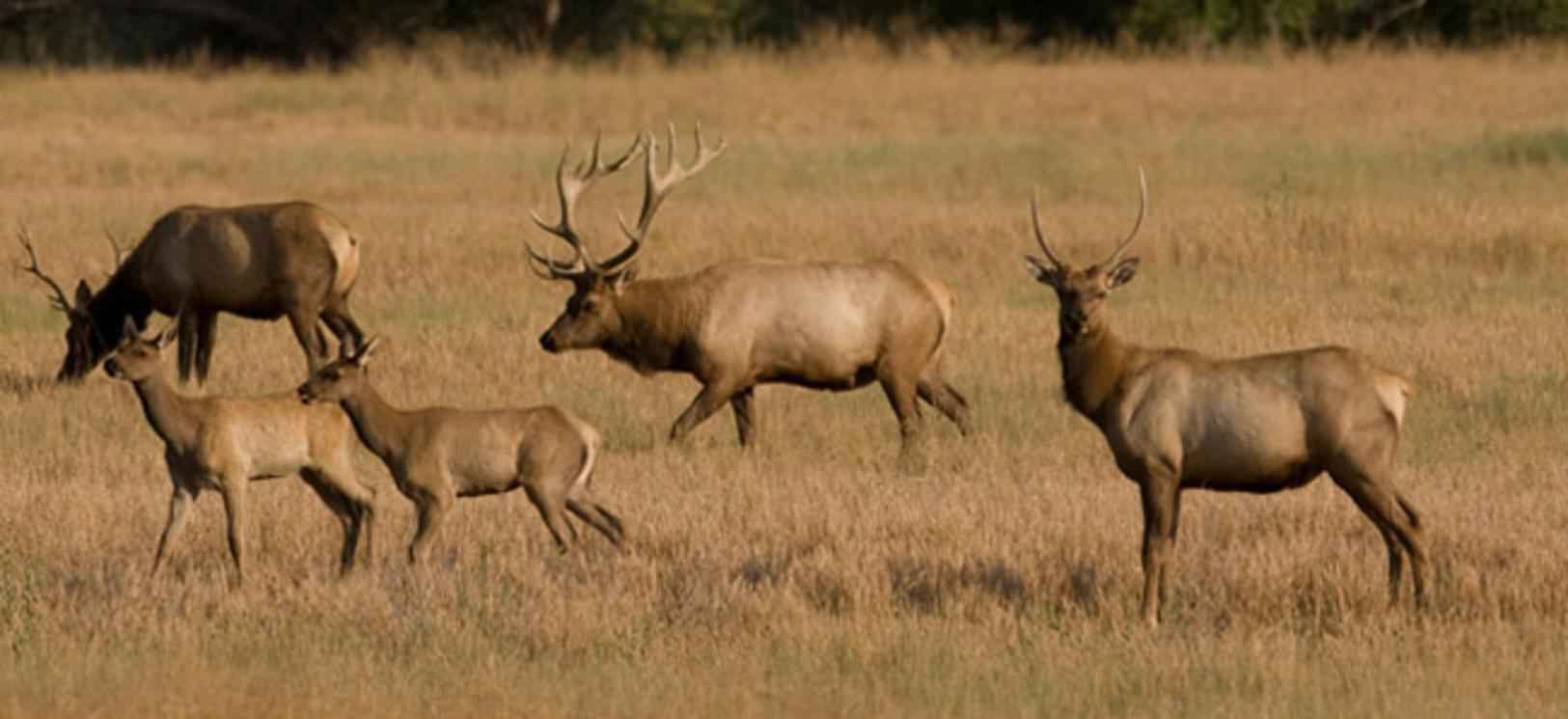 Tule elk