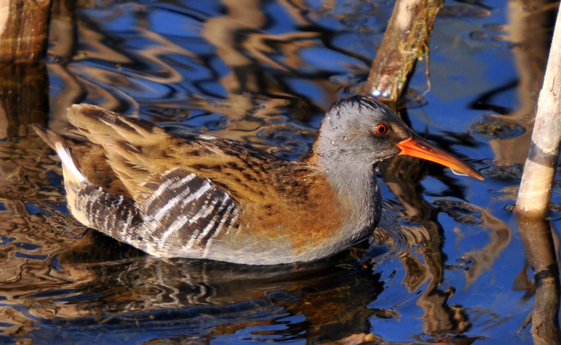 Water rail