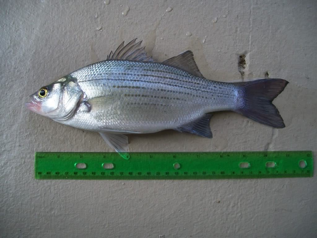 White bass