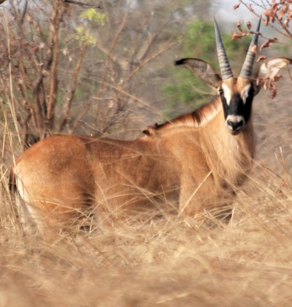 Western roan antelope