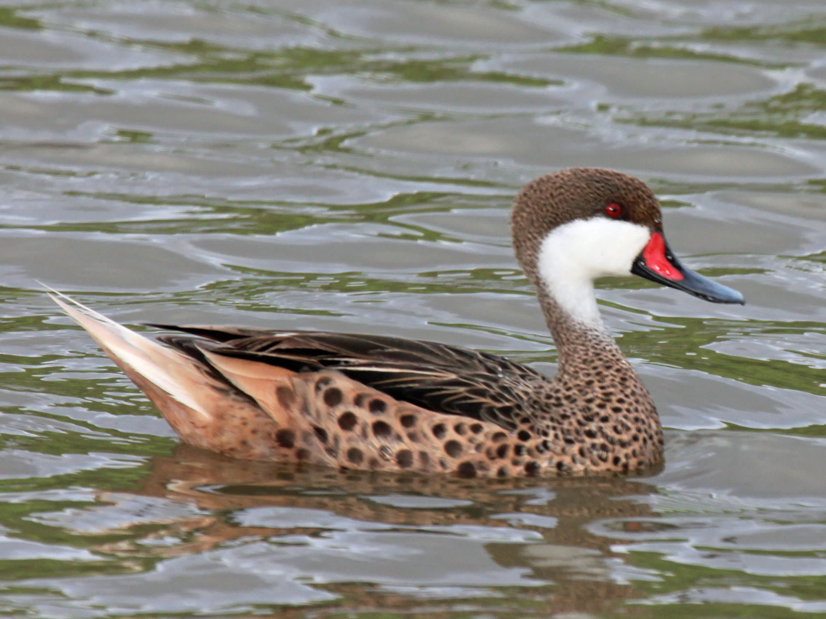 White-cheeked pintail
