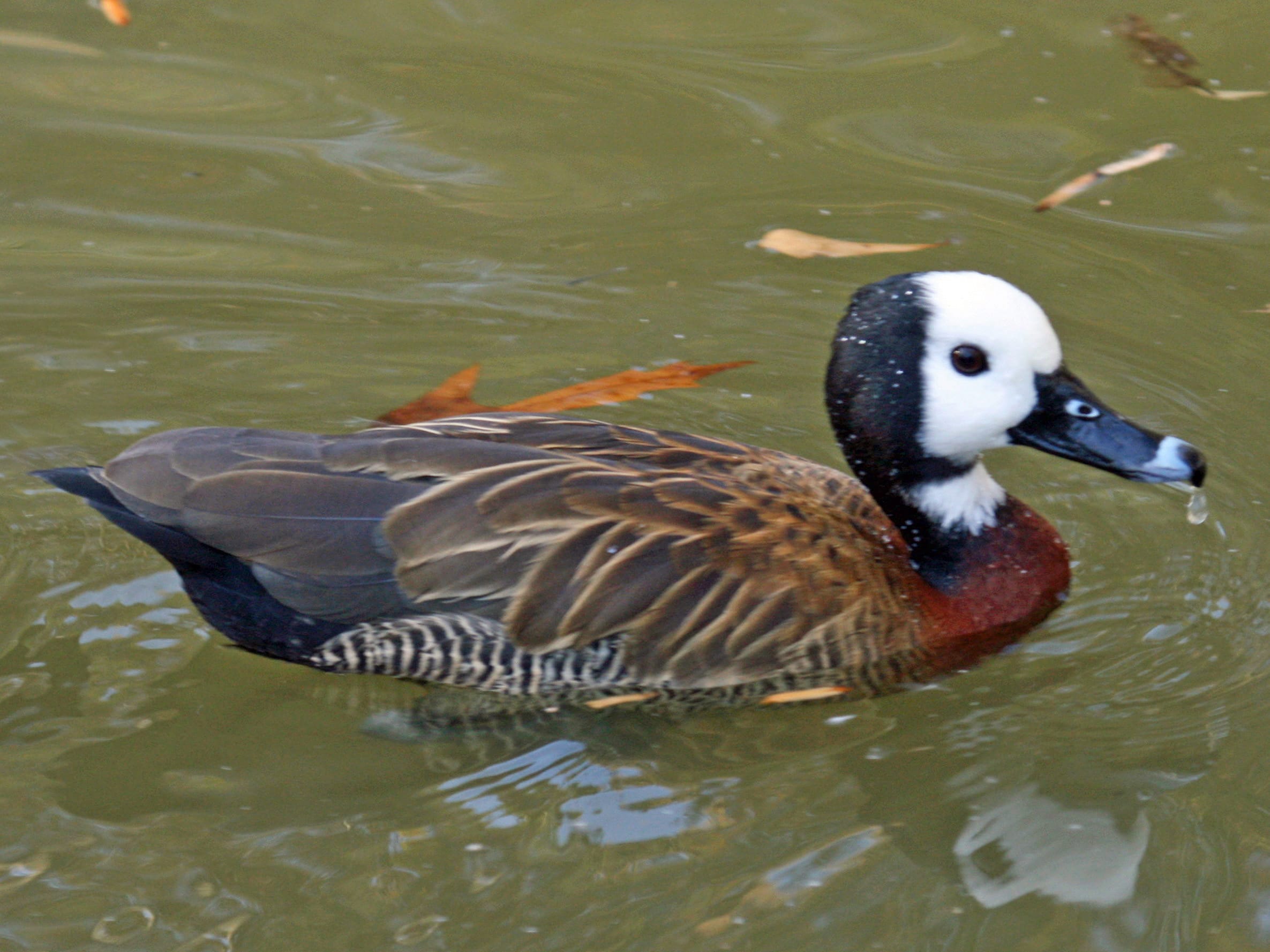 White-faced whistling duck