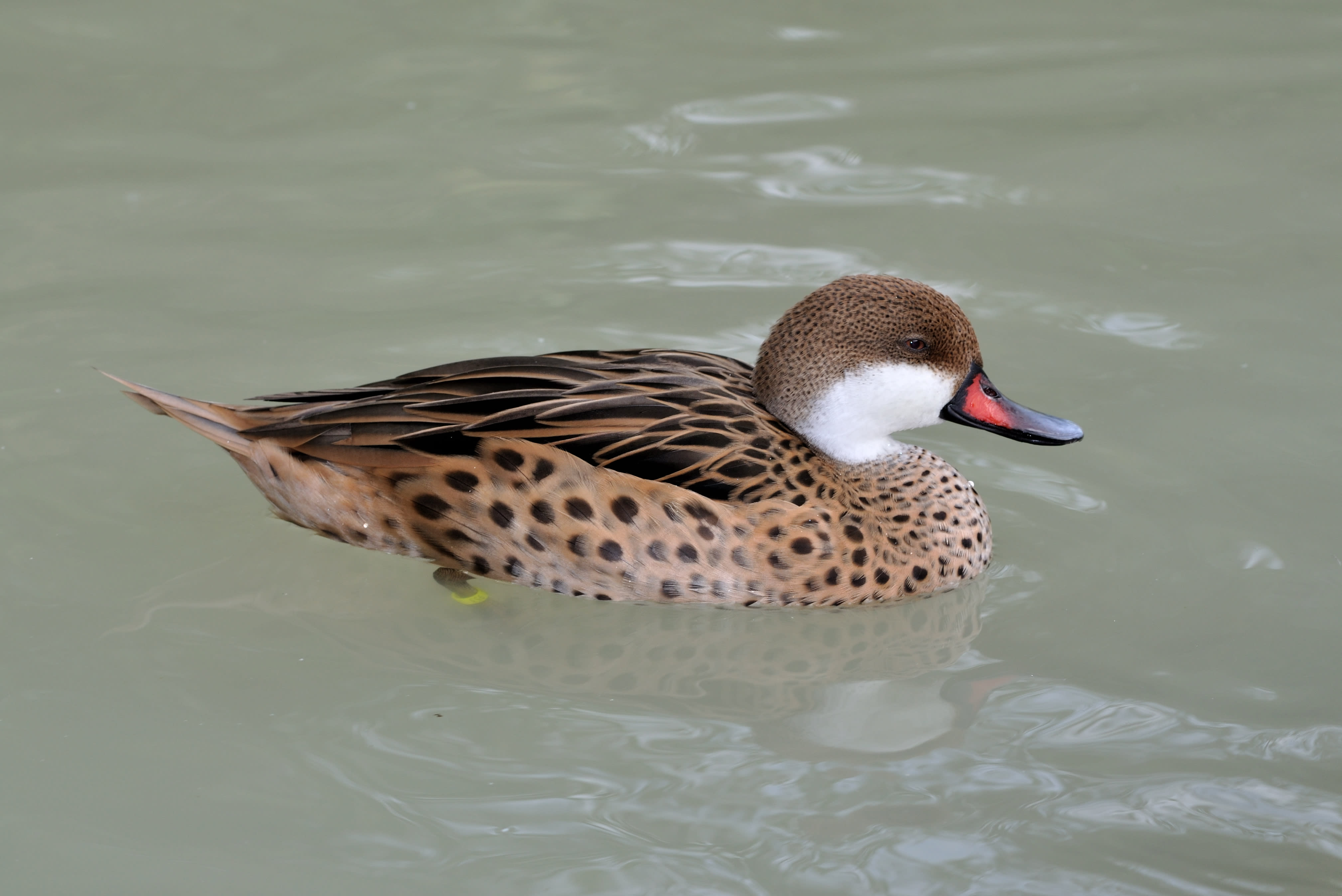 White-cheeked pintail duck