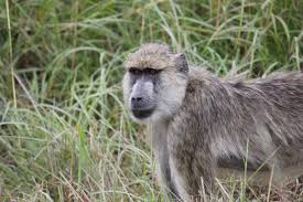 Yellow Baboon