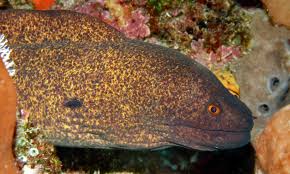 Yellow-edged moray