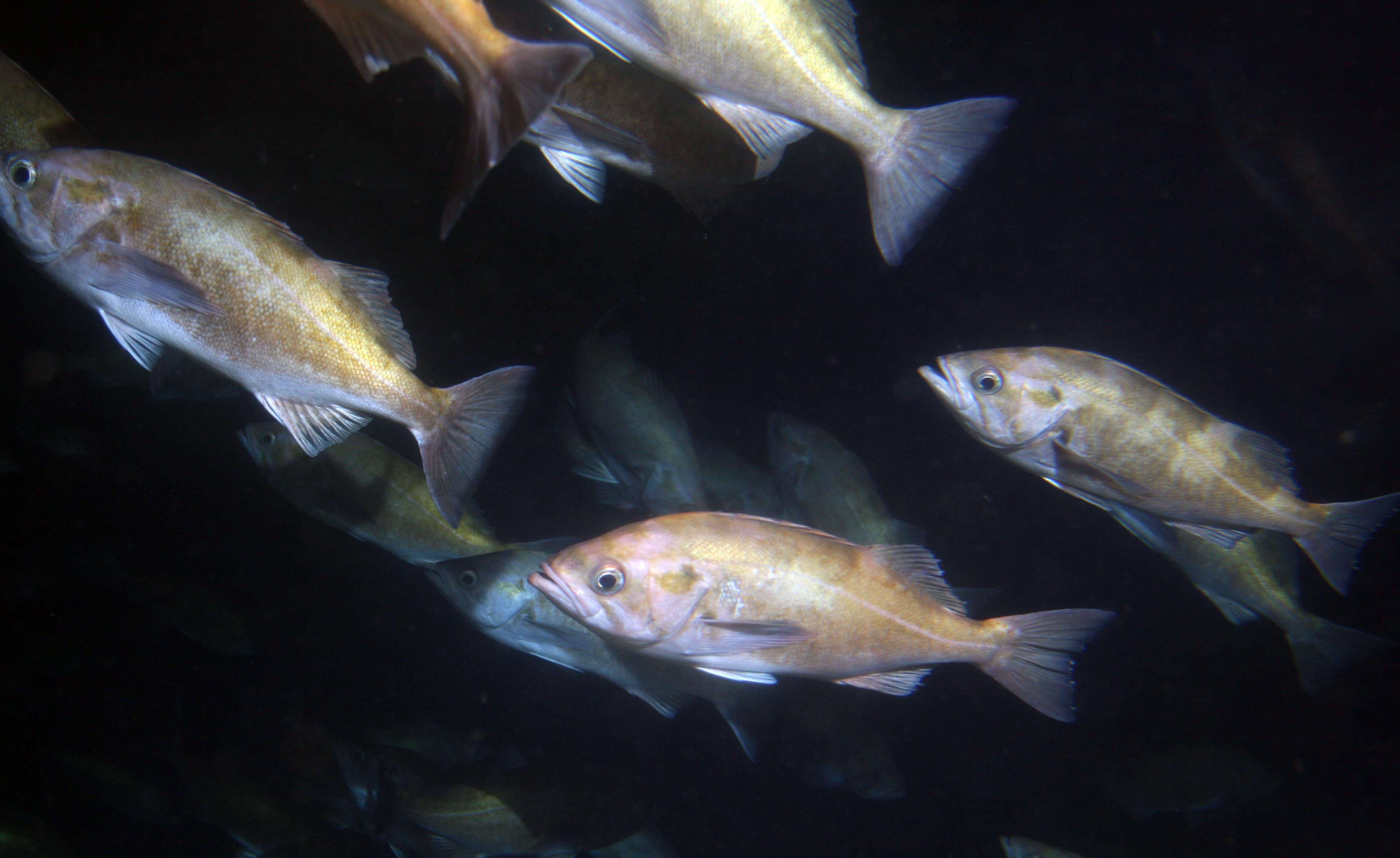 Widow rockfish