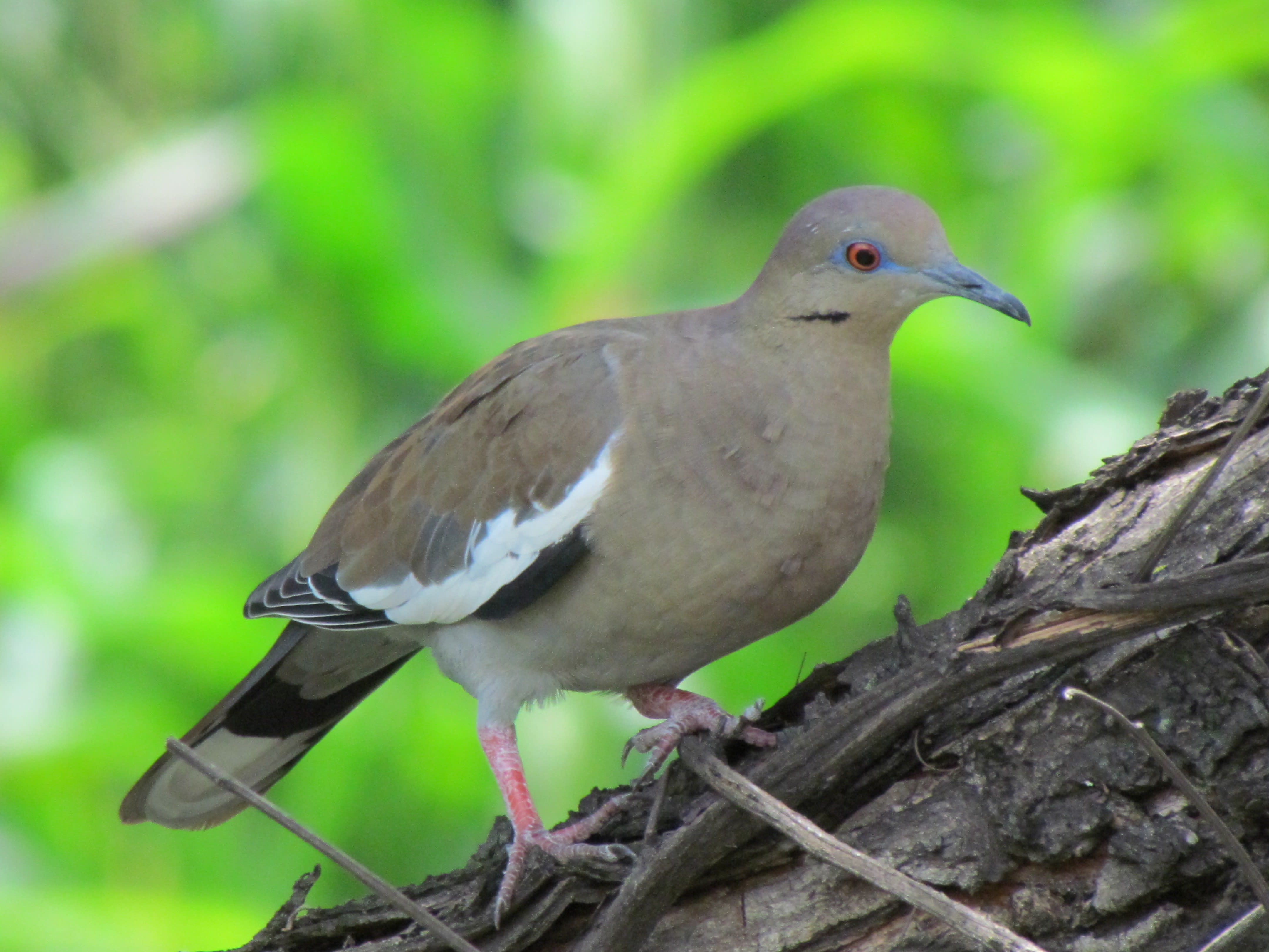 White-winged dove