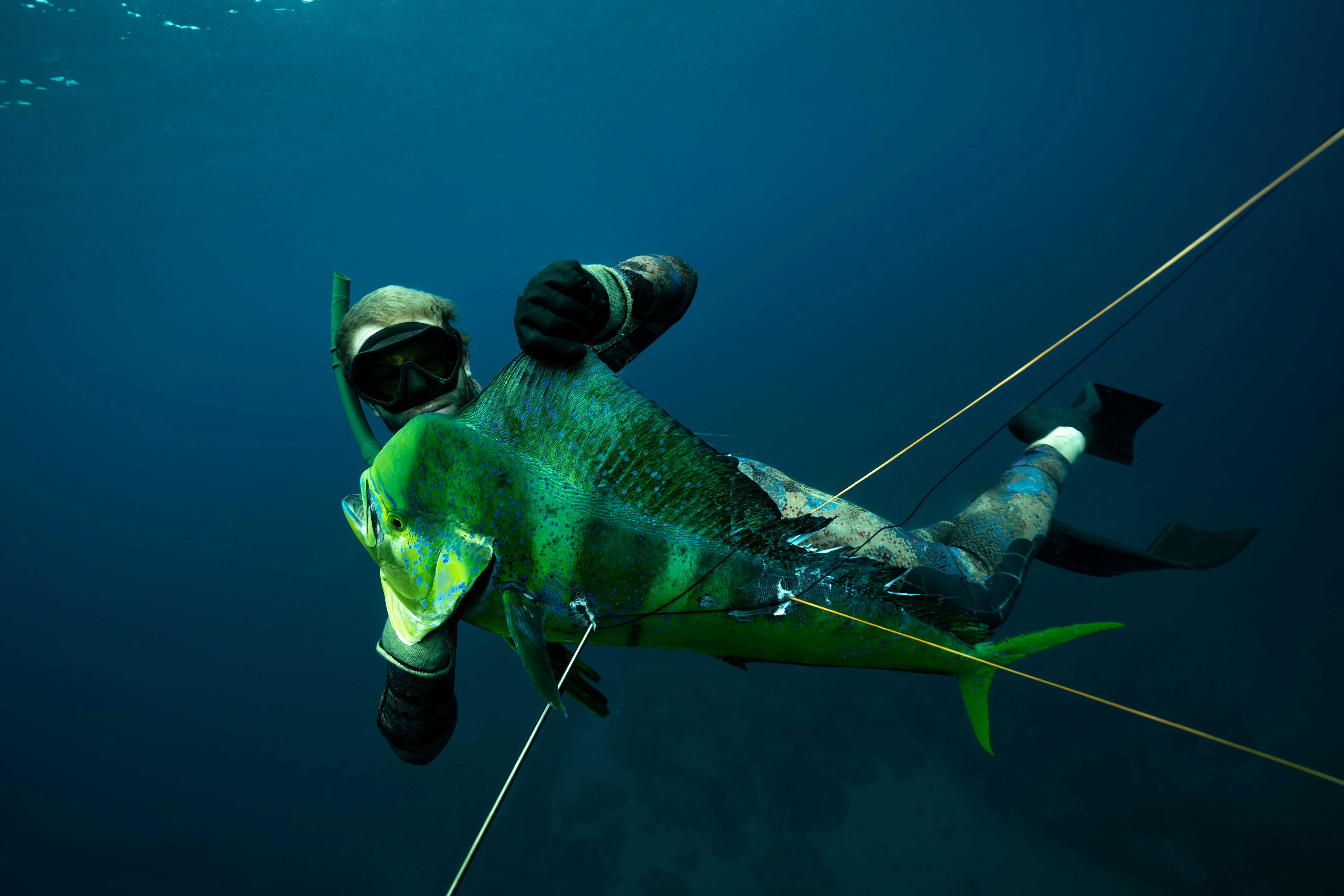 Mahi-mahi