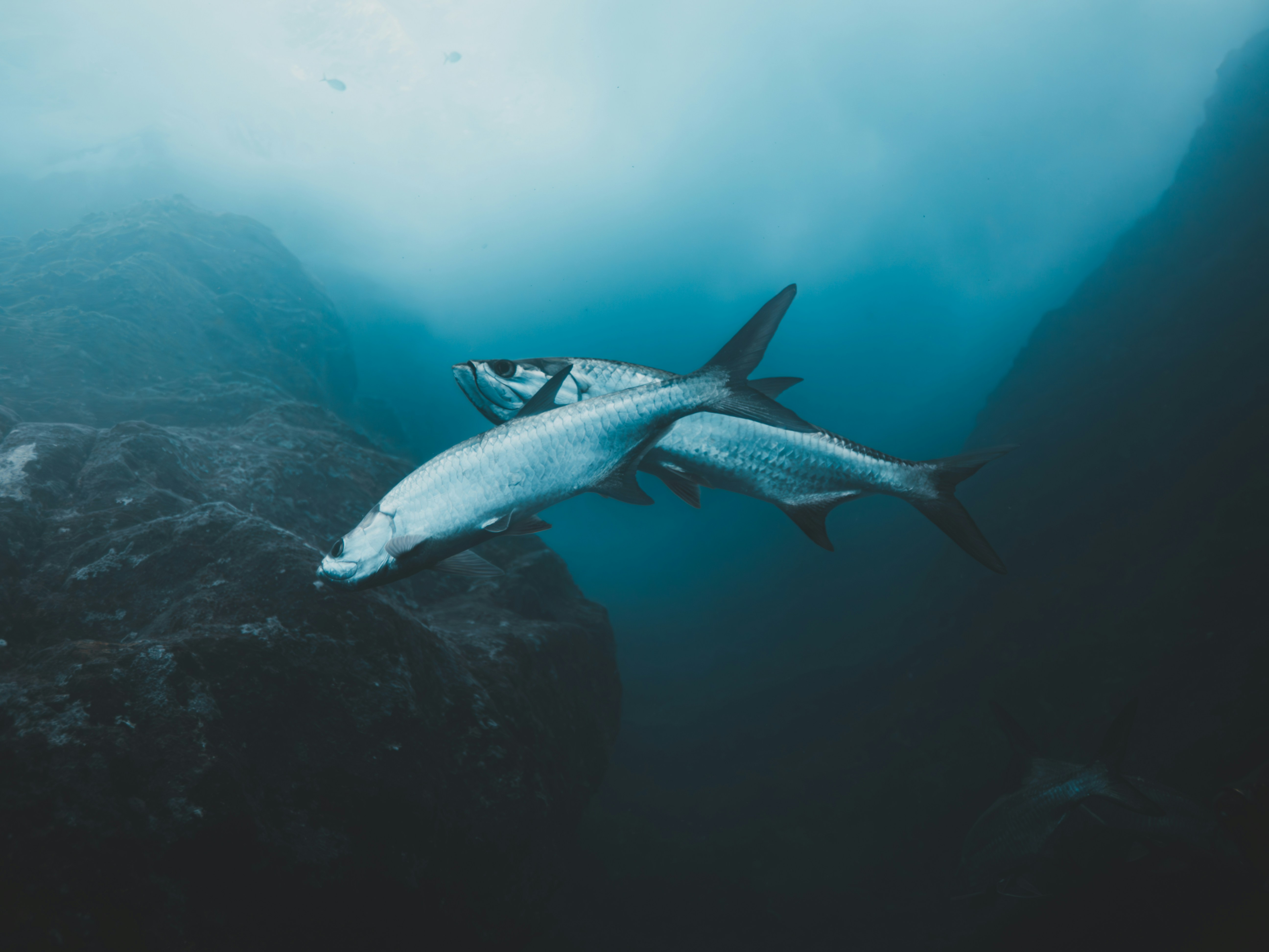 Atlantic tarpon