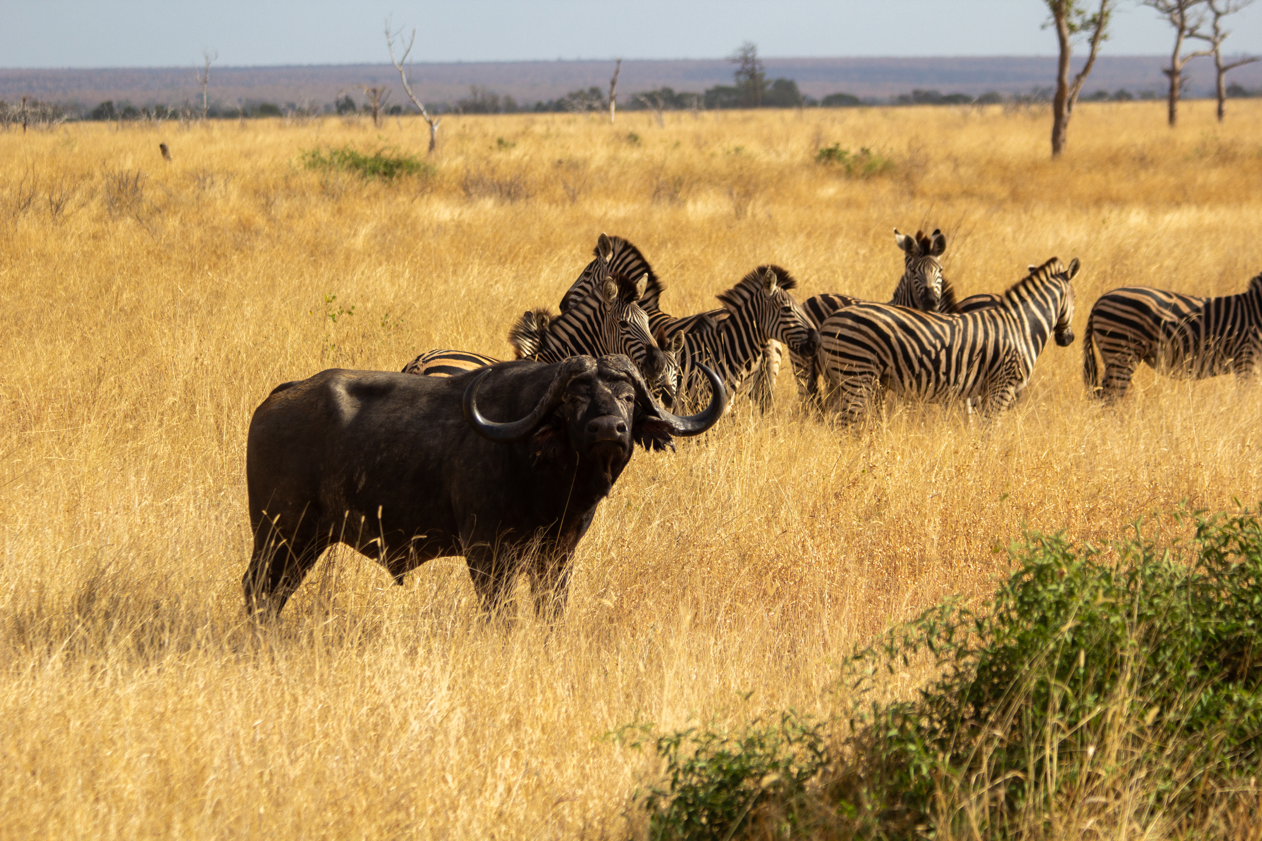 African buffalo