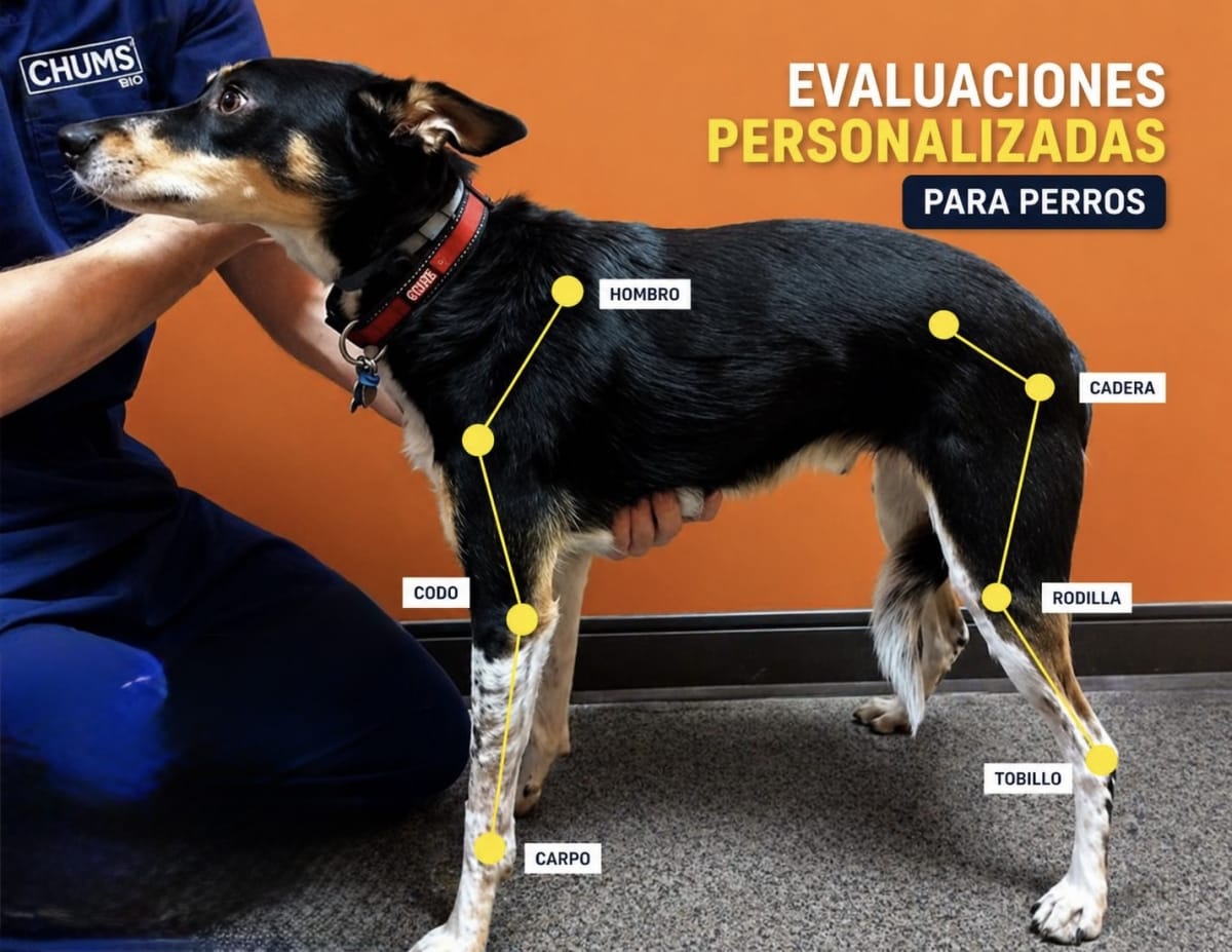 Evaluación biomecánica personalizada: hombro, codo, carpo, cadera, rodilla y tobillo de un perro