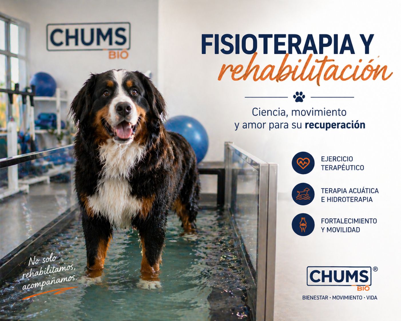 Fisioterapia veterinaria