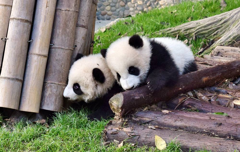 Embark on a 3-Day Charming Chengdu Adventure: Private Tour of Panda Breeding Research Center, Jinli Street, and Leshan Giant Buddha with a Sichuan Culinary Experience