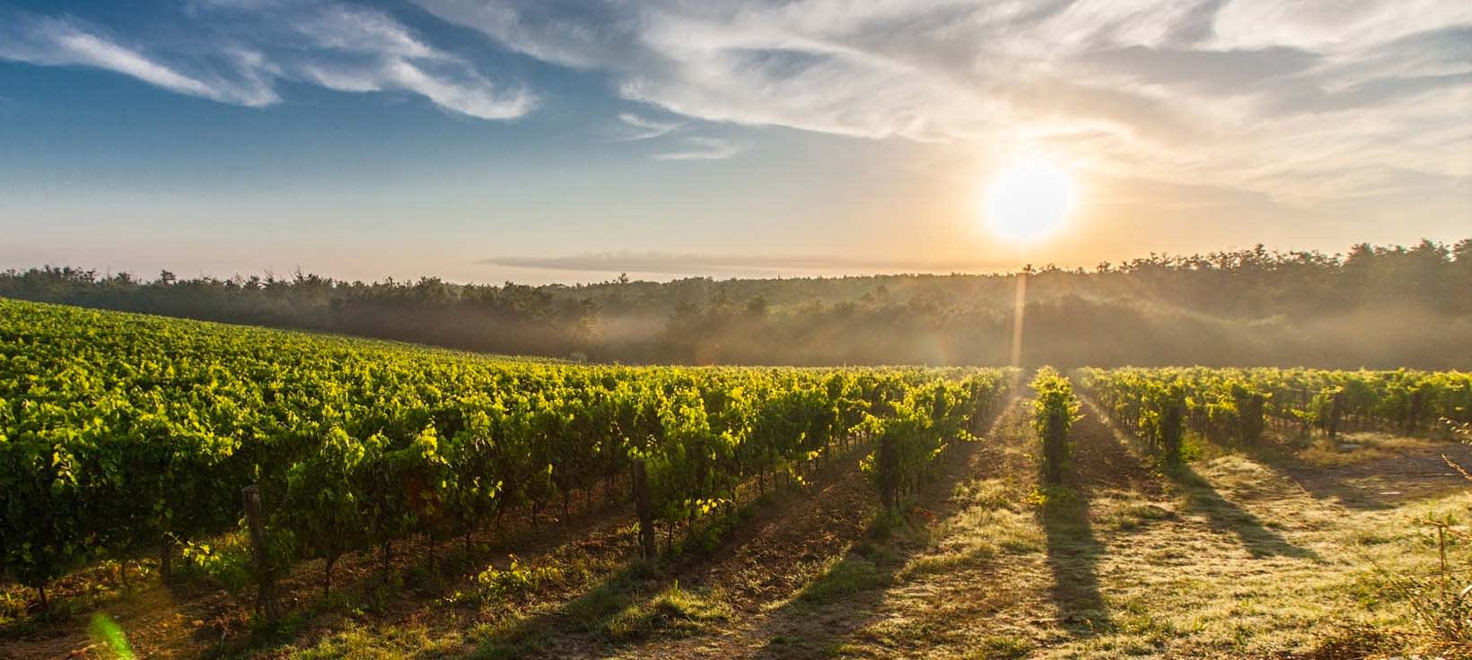 Le terroir du Sud Ouest