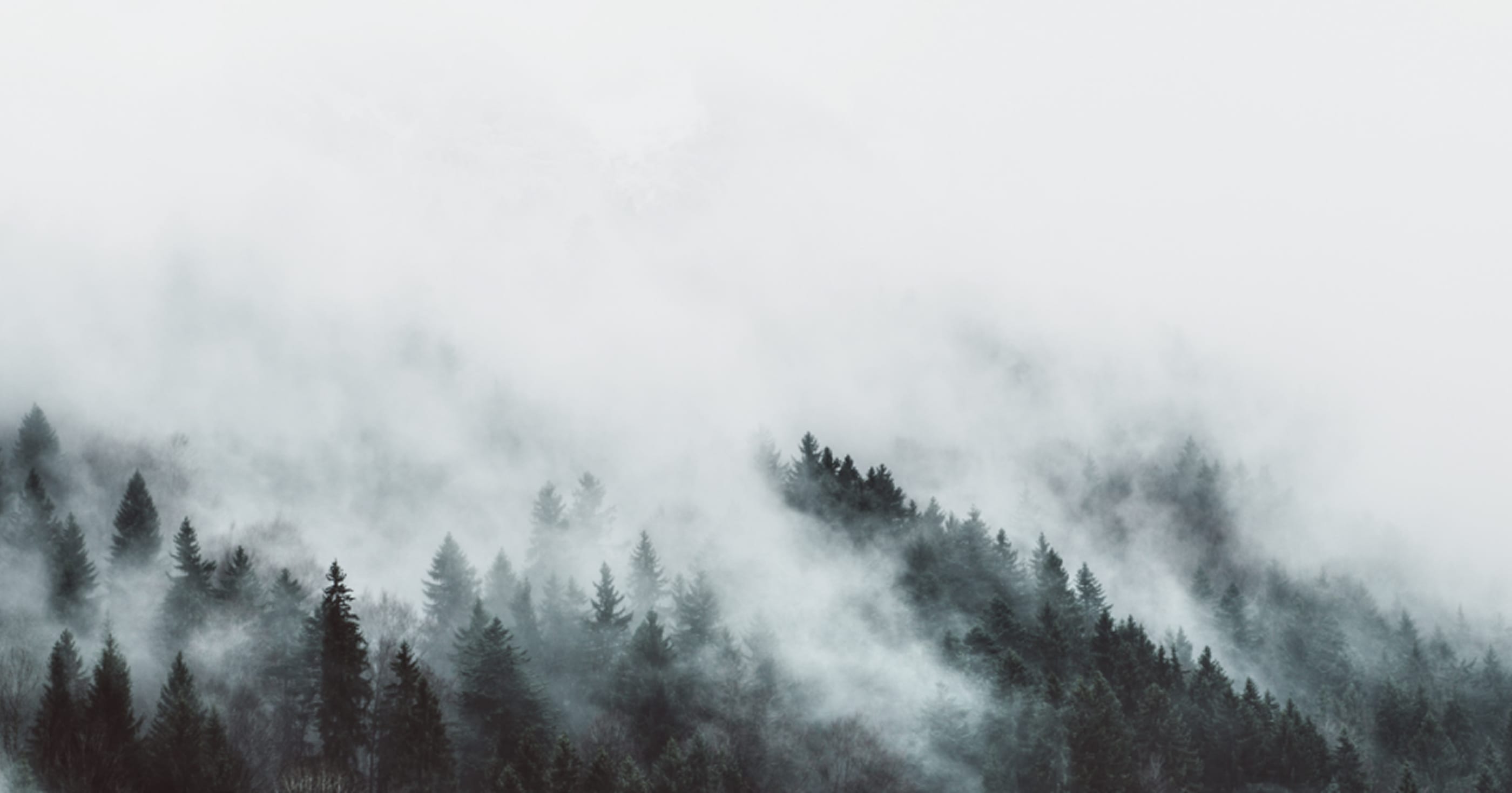 forêt de sapins dans la brume