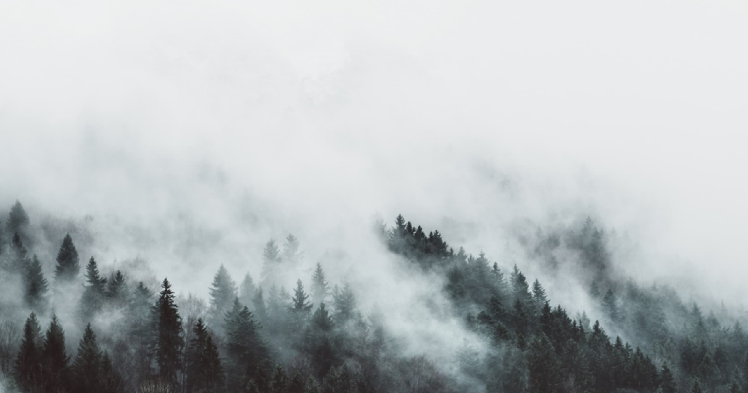 forêt de sapins dans la brume