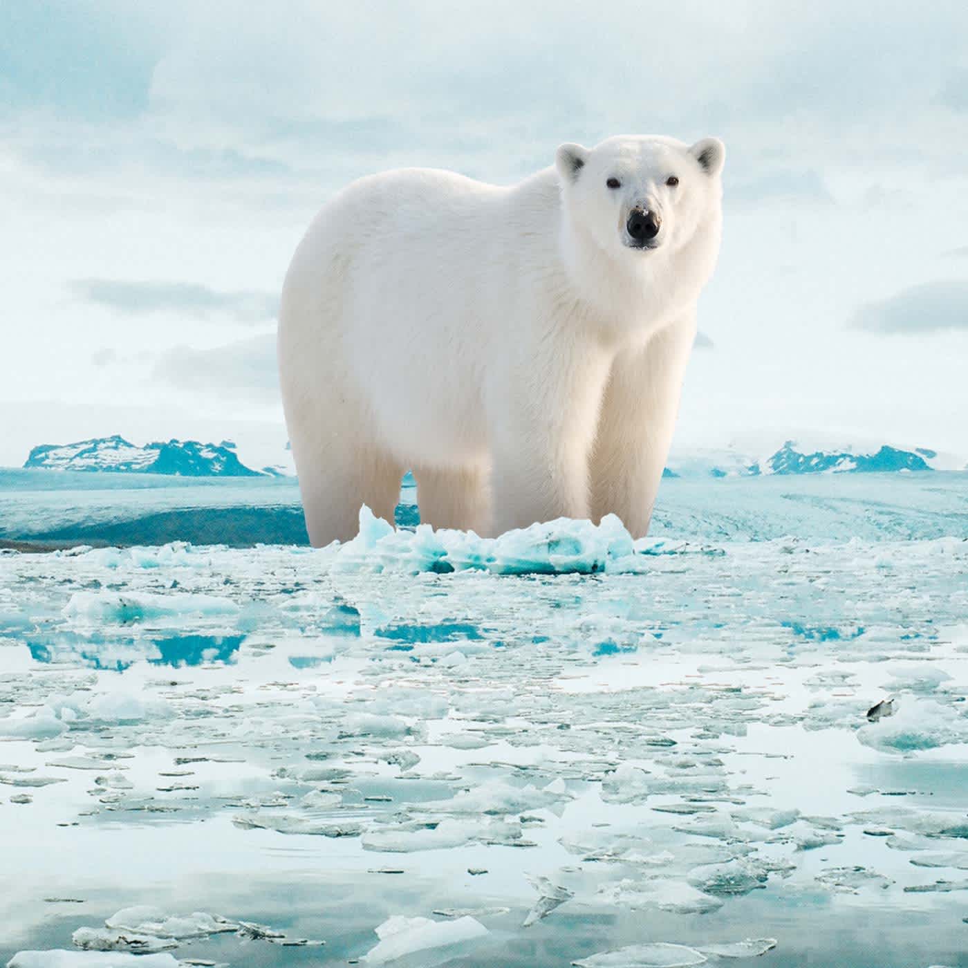 L'ours polaire, espèce animale en danger