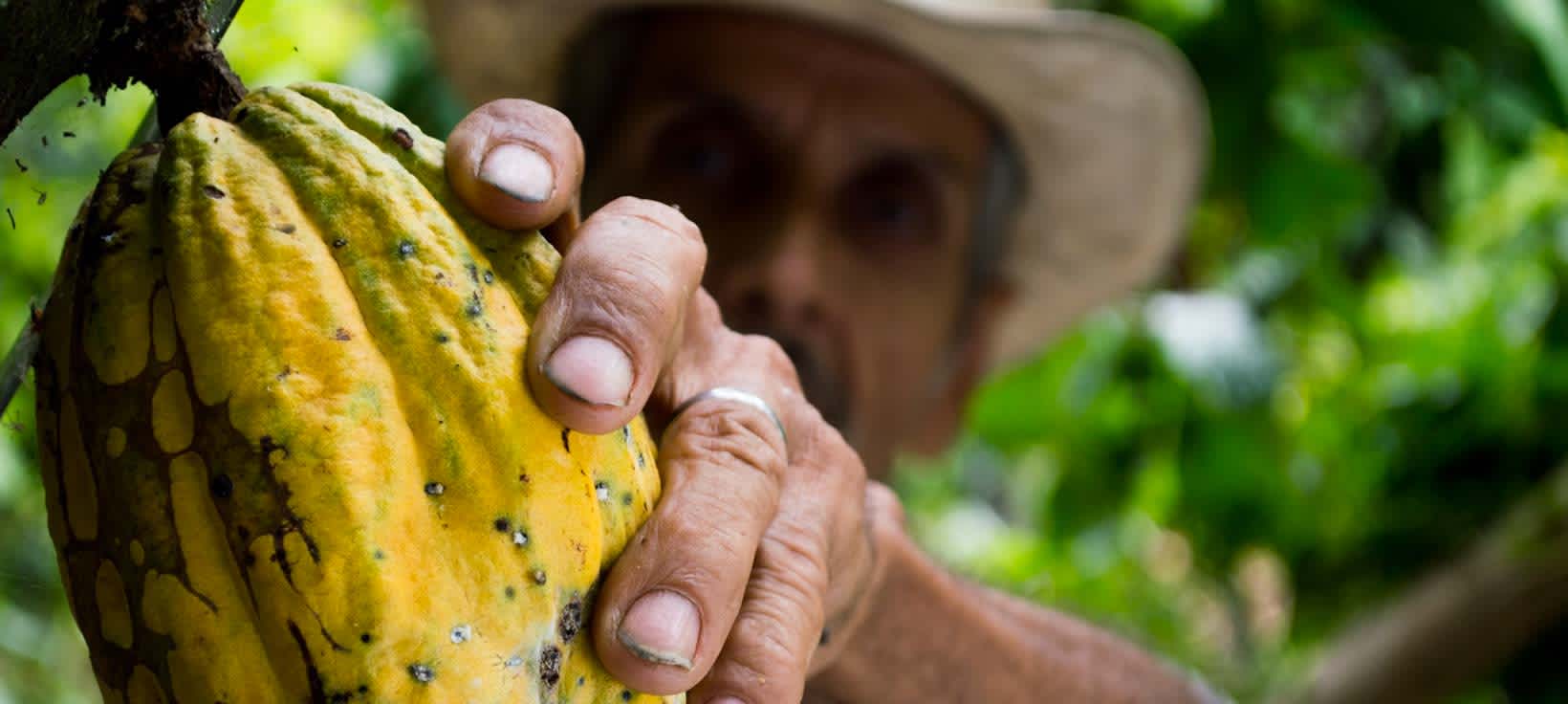 Culture du cacao