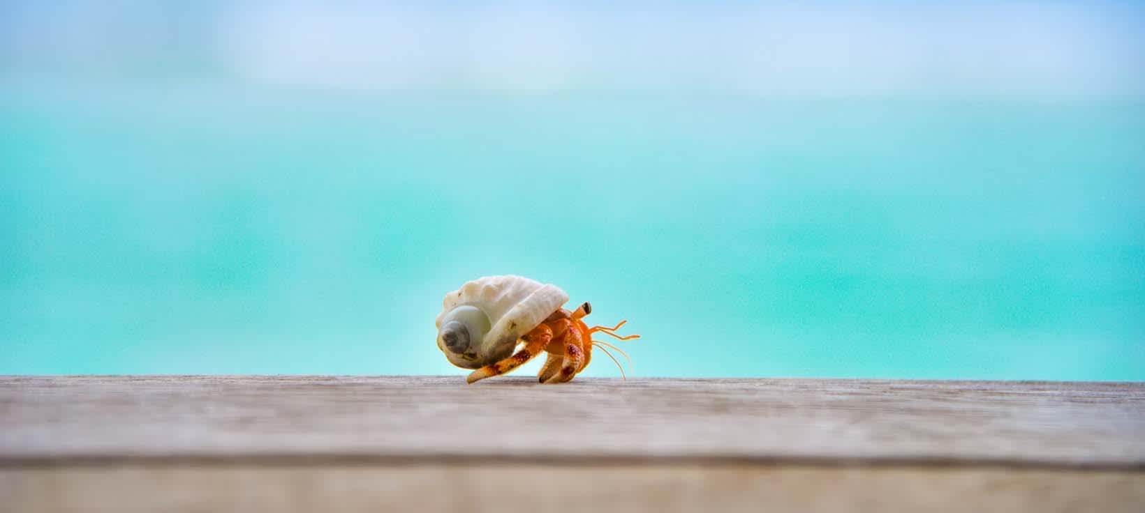 Crabe - photo de  Ahmed Sobah - Unsplash