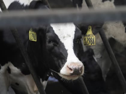 Производство скота и птицы на убой увеличилось почти на 50% в Псковской области