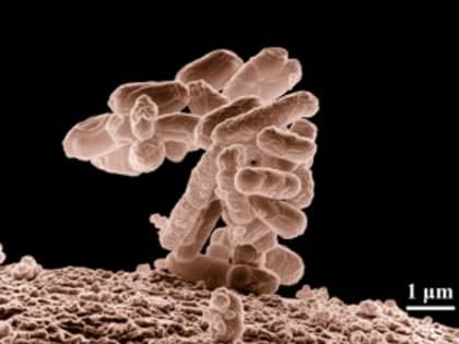 В Псковской области выявлено 62 случая заболевания острыми кишечными инфекциями